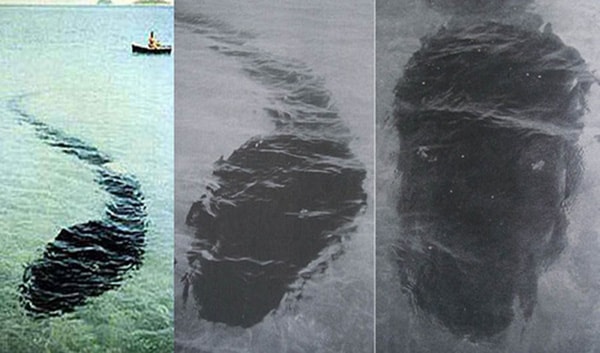 Quái vật khổng lồ trên đảo Hook, Australia